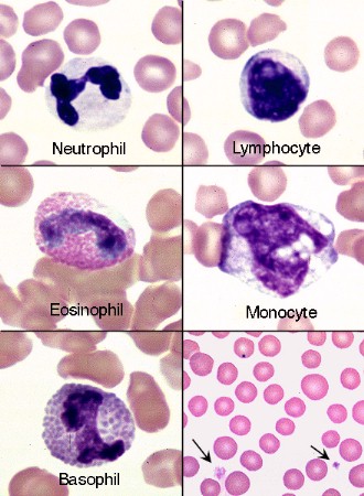 Feline Blood Cells